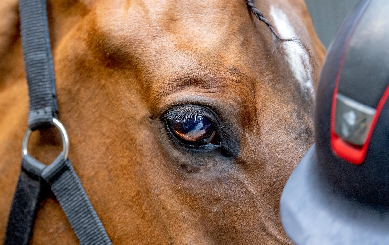 The Horse Realtor: een professioneel paardenplatform met visie