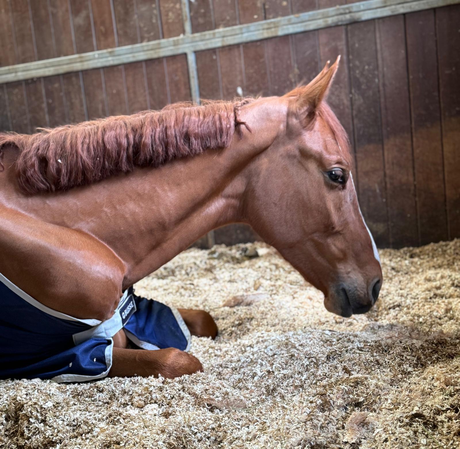 Wat zegt het karakter van een sportpaard over jullie toekomst samen?