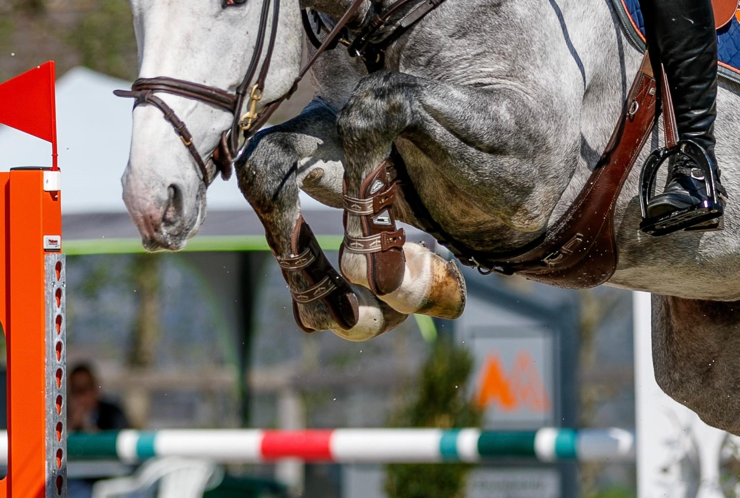 Wanneer is een sportpaard zijn prijs waard?