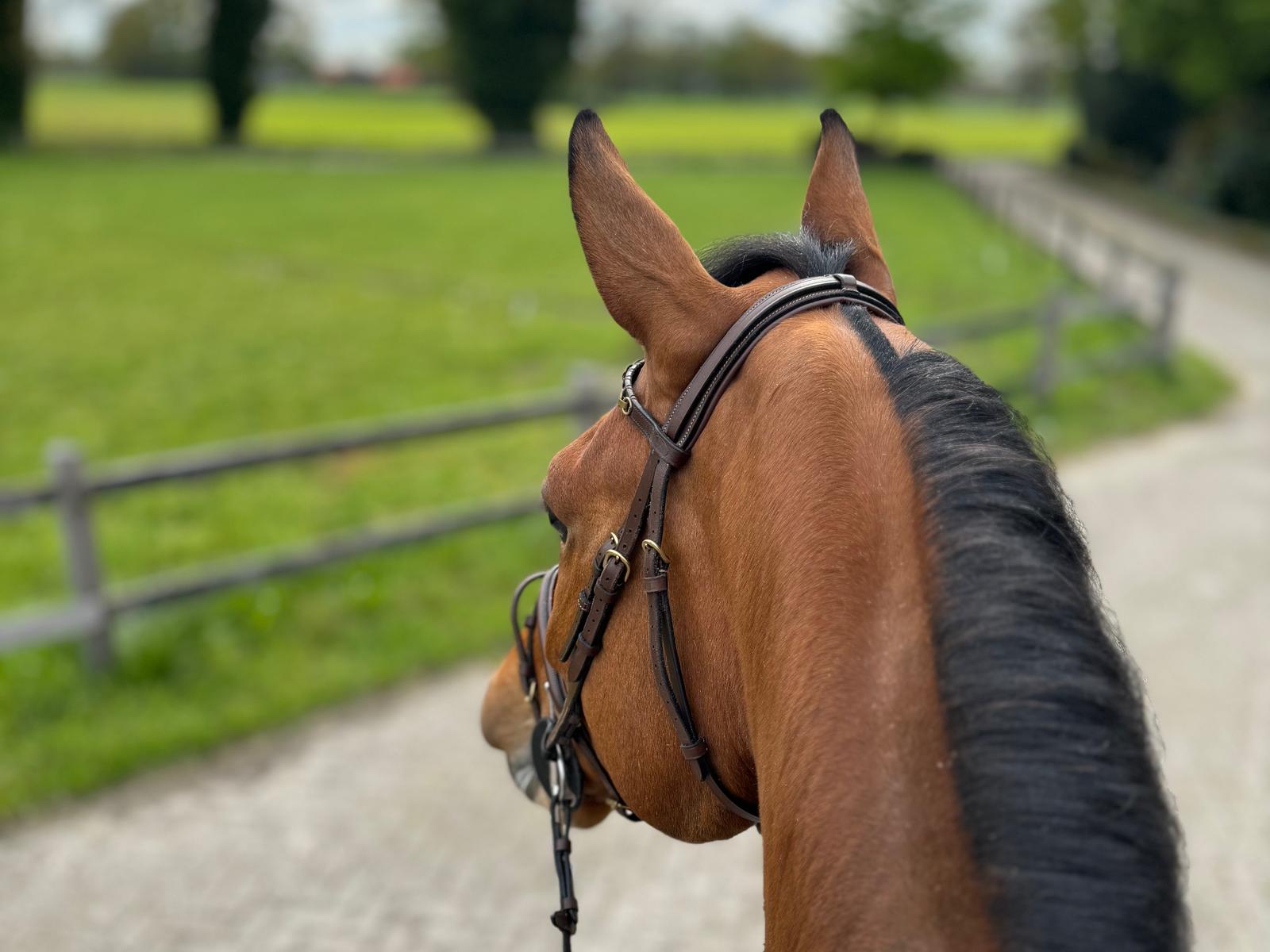 Waarom transparantie in een paardenadvertentie vertrouwen versterkt