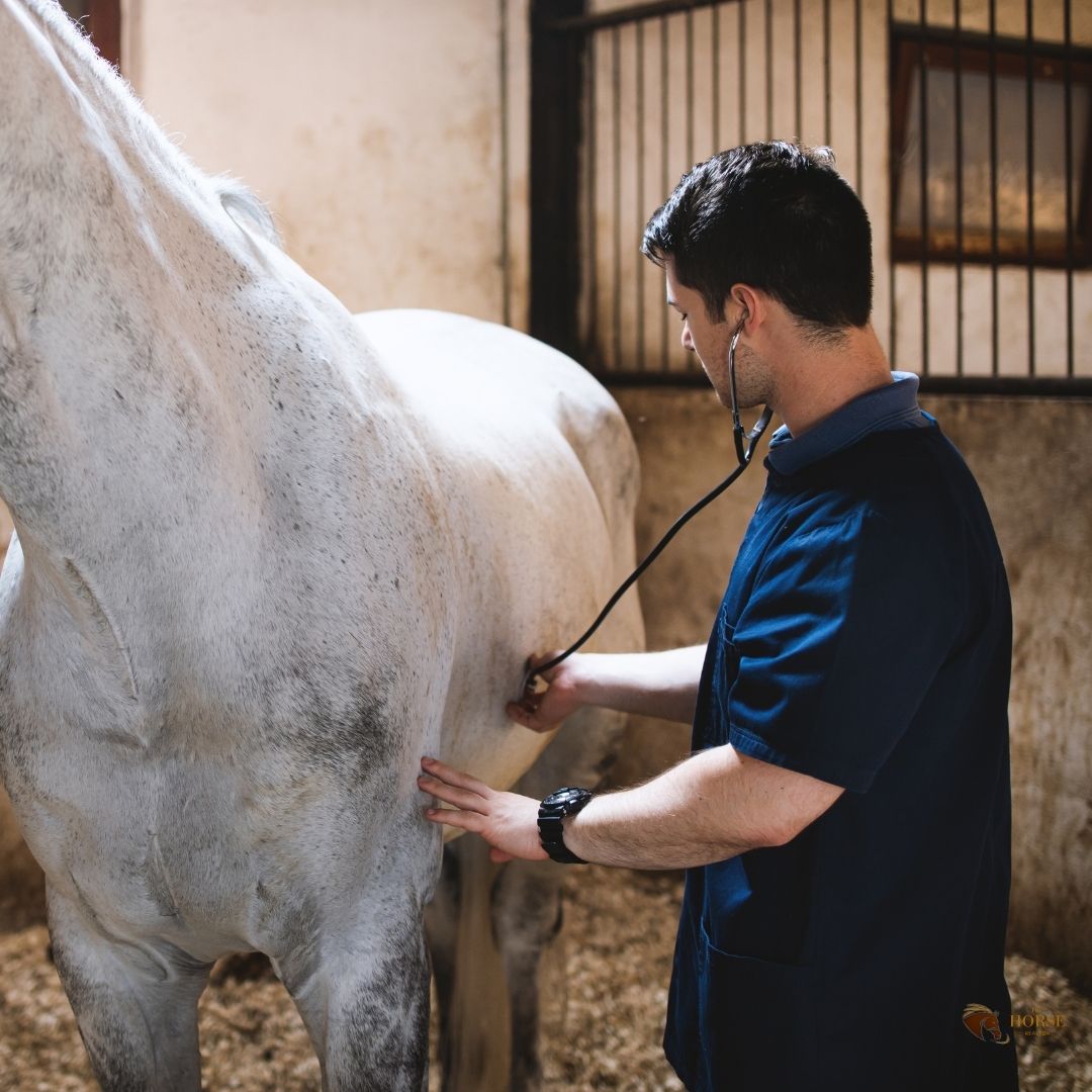 Waarom regelmatige gezondheidscontrole belangrijk is voor sportpaarden