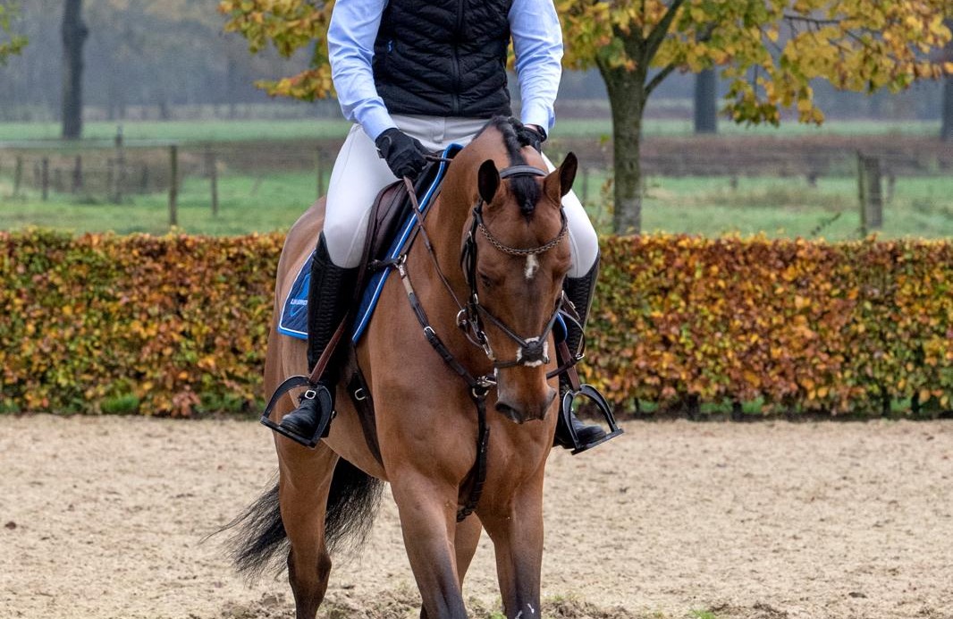 Hoe bouw je een trainingsplan voor een sportpaard?