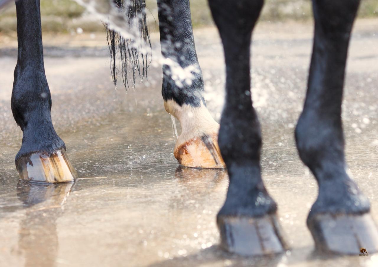 Blessurepreventie bij sportpaarden