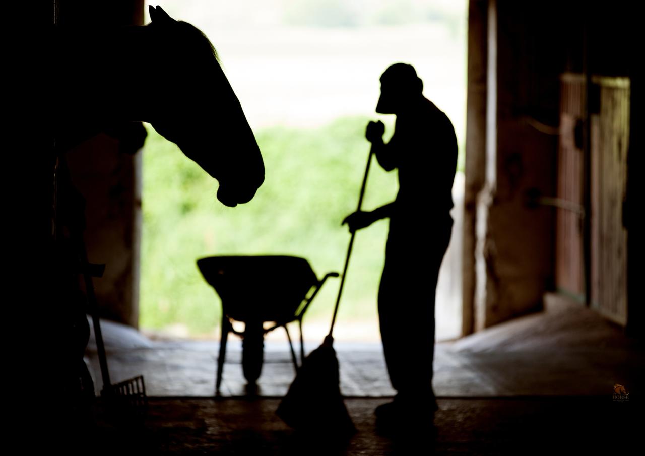 Het belang van stalmanagement voor sportpaarden