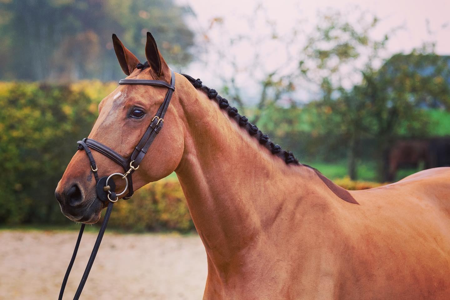 Wie is verantwoordelijk na de verkoop van een paard?
